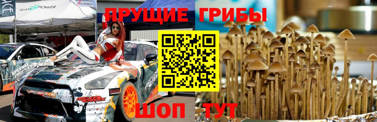 Псилоцибиновые грибы ЛСД Тара
